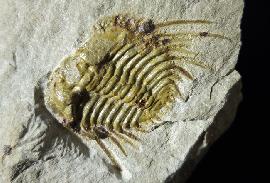 Kettneraspis seiberti BASSE in BASSE & MLLER 2004 - Bild © FossNet FossilienStore